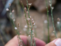 Asphodelus tenuifolius