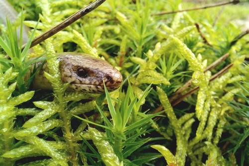 Common Slowworm, 8051 Hattem, Netherlands, photo 8 of 10