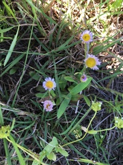 Erigeron procumbens