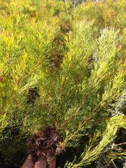 Serruria foeniculacea