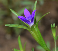 Githopsis specularioides