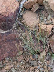 Asphodelus tenuifolius