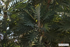 Bocconia arborea