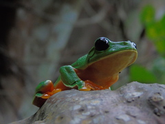 Agalychnis moreletii