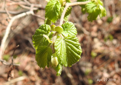 Corylus heterophylla