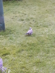 Columba palumbus
