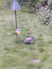 Columba palumbus