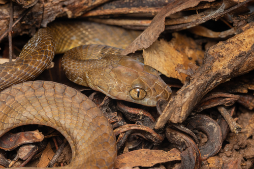 Brown Tree Snake sighting