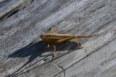 Conocephalus albescens