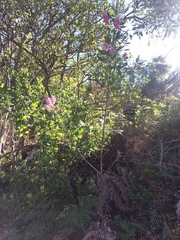 Indigofera cytisoides