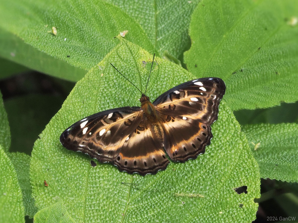 Moduza pintuyana