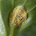 Puccinia violae - Photo (c) Joan Knapp, algunos derechos reservados (CC BY-ND), subido por Joan Knapp