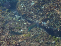 Chinese Wrasse photo 2