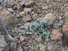 Heliotropium calcareum