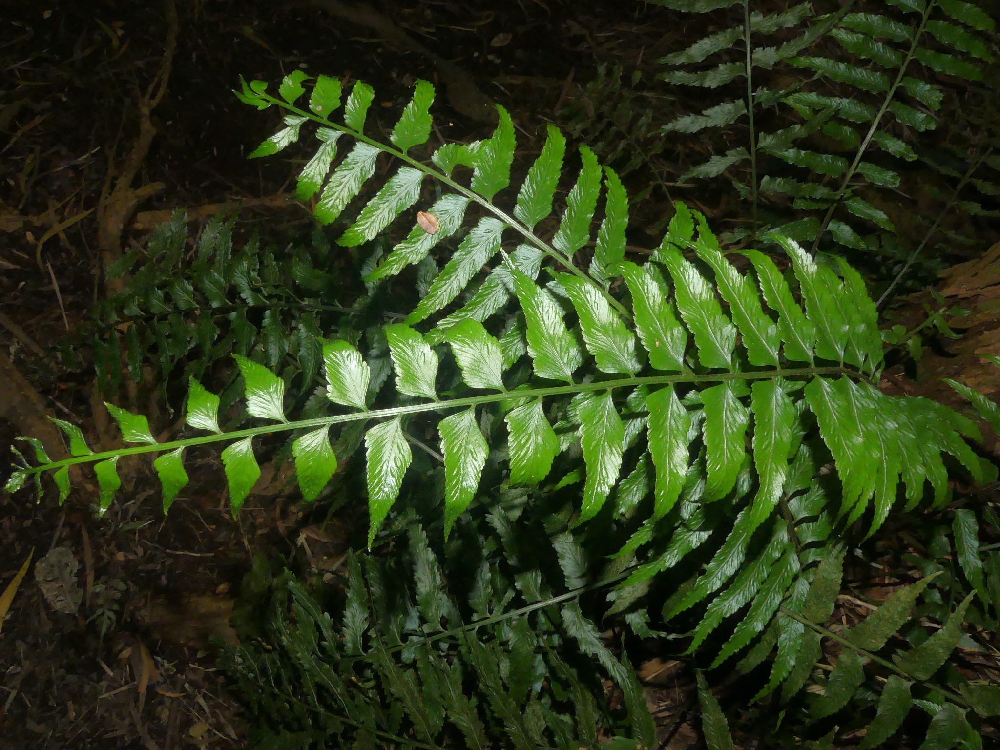Asplenium boltonii