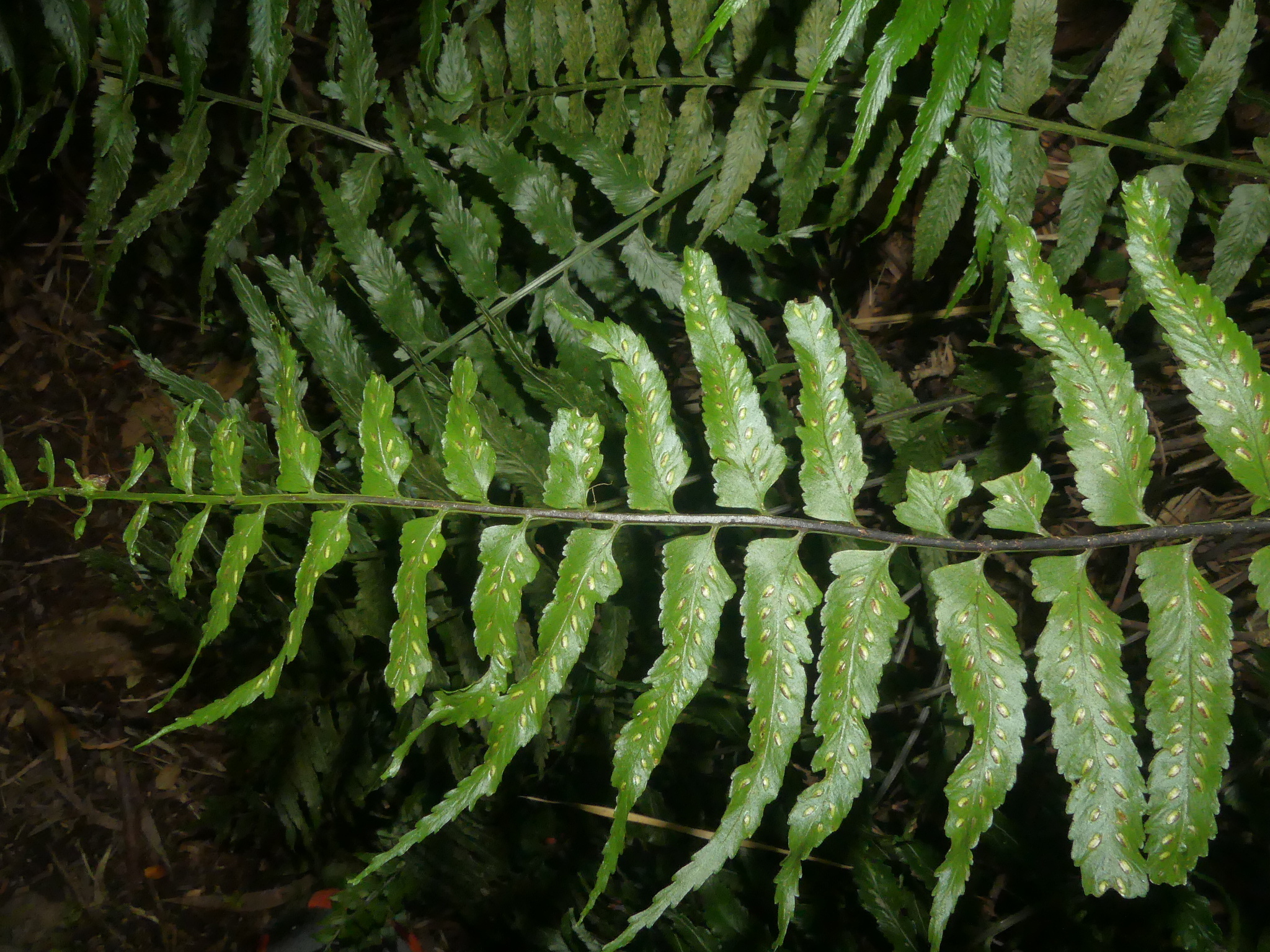 Asplenium boltonii Hook. ex Schelpe 2