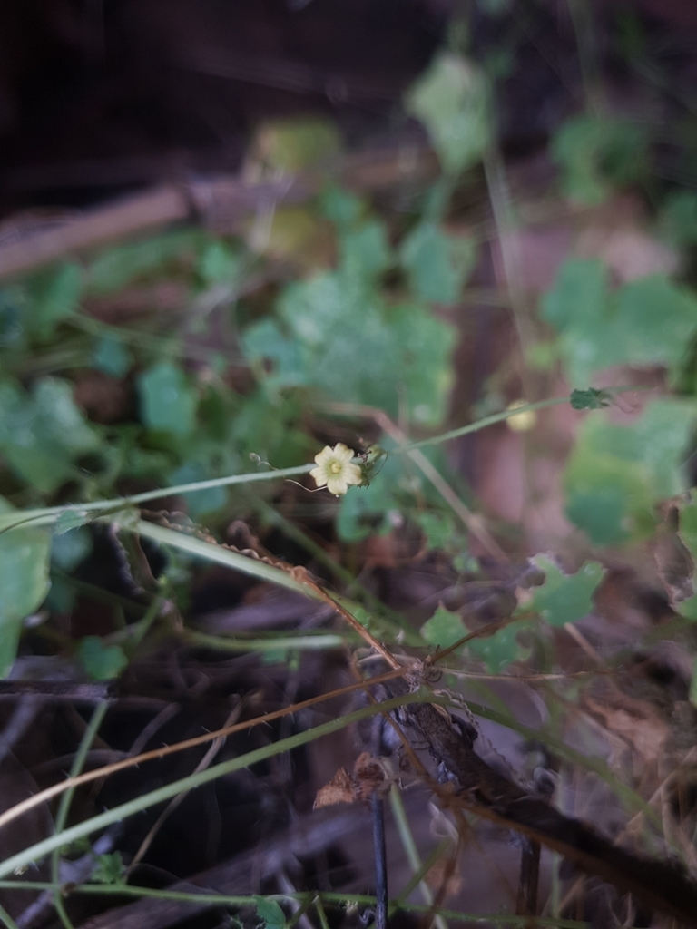 Cucumis umbellatus