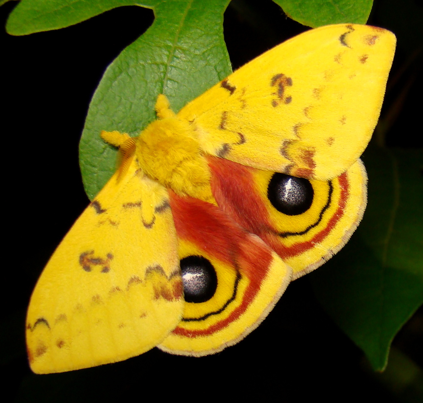 lepidoptera
