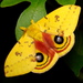 Io Moth - Photo (c) Anita, some rights reserved (CC BY-NC)