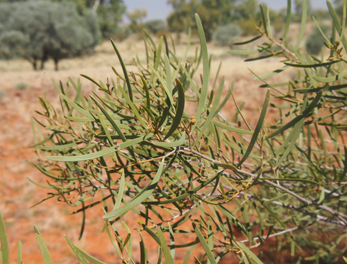 Bastard Mulga (Acacia sibirica)