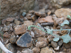 Heliotropium calcareum