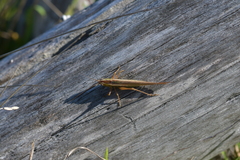 Conocephalus albescens