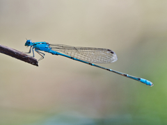 Pseudagrion microcephalum