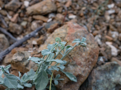 Heliotropium calcareum