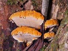 Rigidoporus laetus