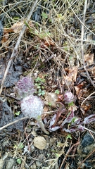 Veronica wyomingensis