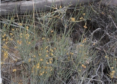 Ephedra nevadensis