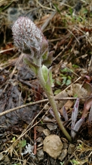 Veronica wyomingensis