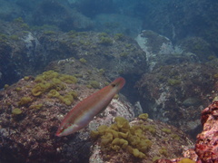 Chinese Wrasse photo 3