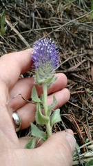 Veronica wyomingensis