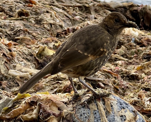 iNaturalist image
