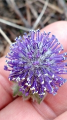 Veronica wyomingensis