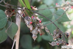 Rhynchosia precatoria