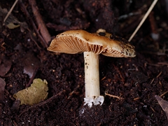 Cortinarius phalarus