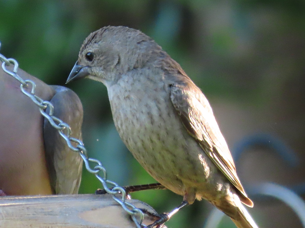 Brown-headed Cowbird from Fort Myers Shores, FL 33905, USA on March 29 ...