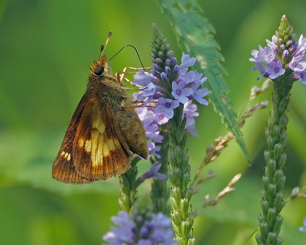 Mulberry Wing from Salem, NH 03079, USA on July 17, 2023 at 0240 PM by