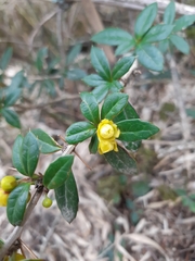 Berberis nantoensis