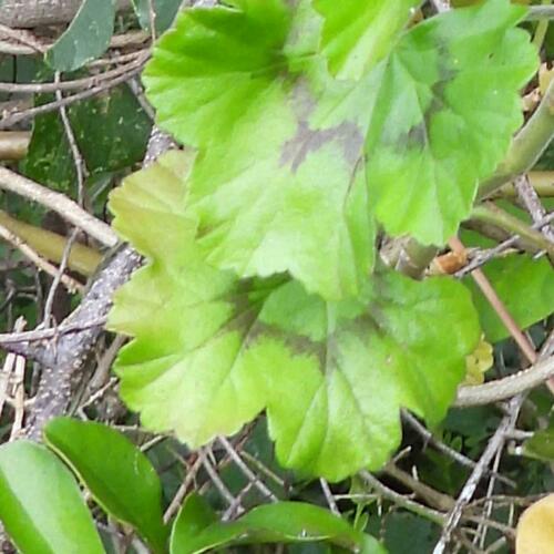 Pelargonium frutetorum, photograph 6