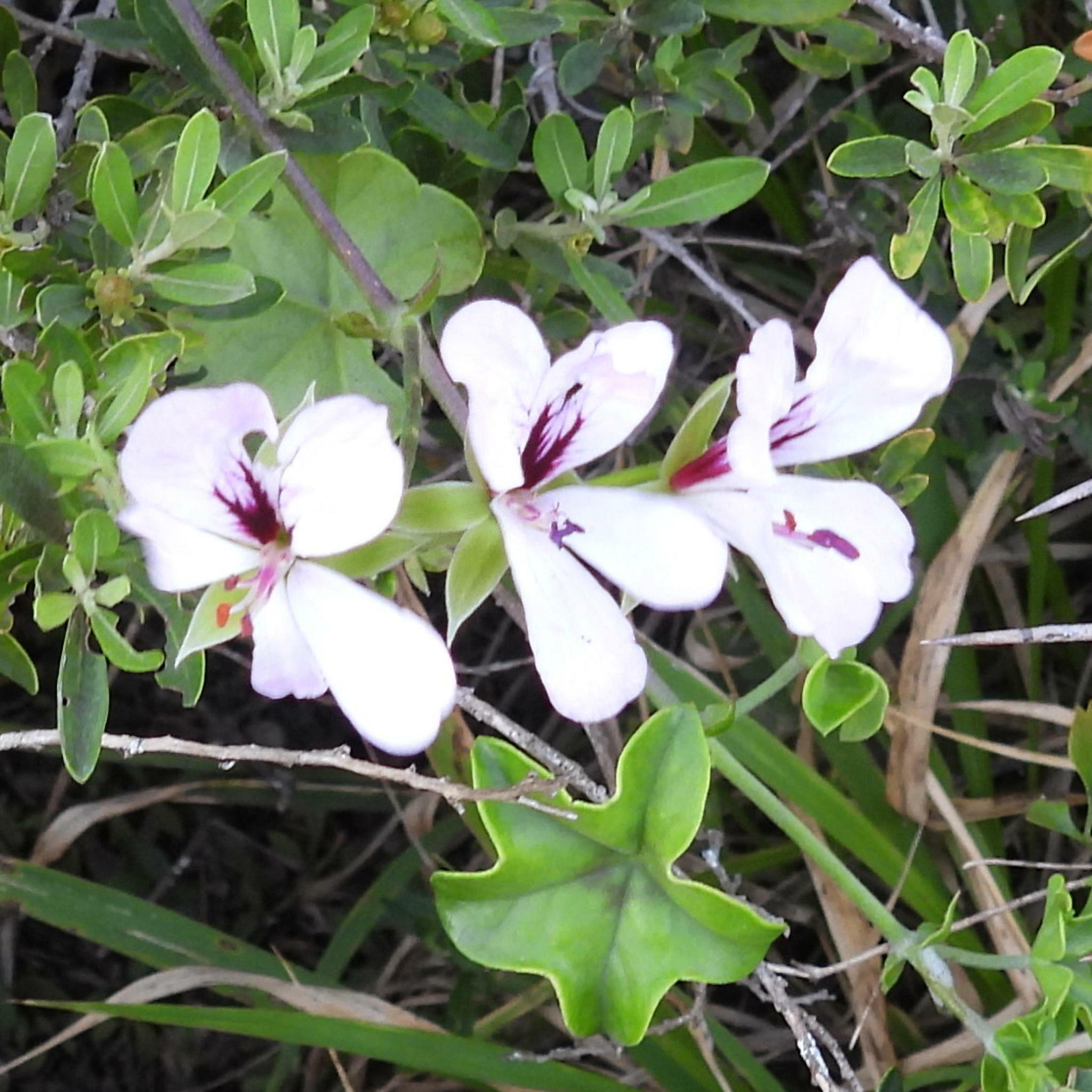Imagem de Hera-de-flor