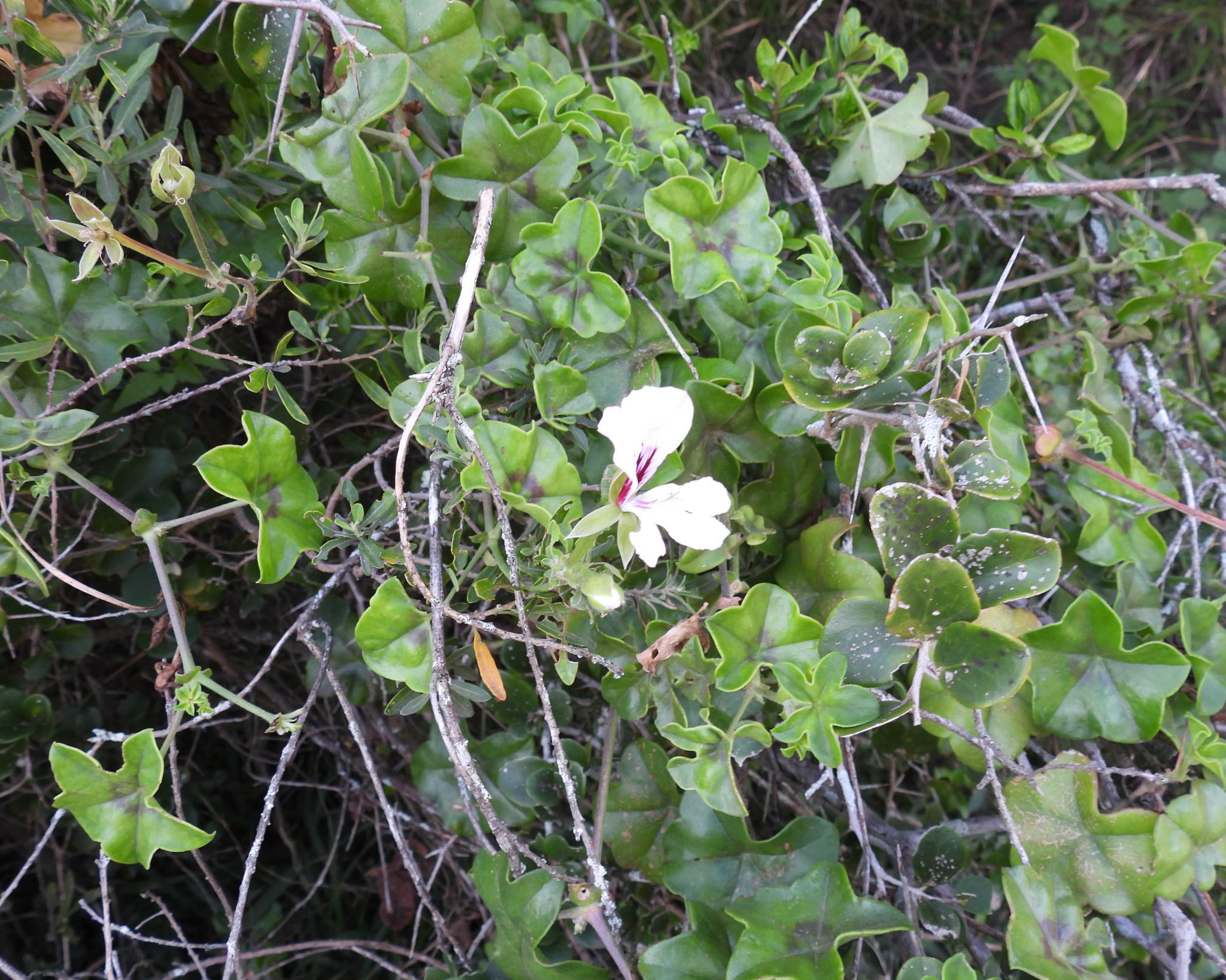 Imagem de Hera-de-flor
