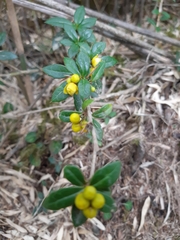 Berberis nantoensis