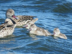 Cape Teal photo 5