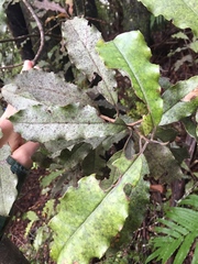 Quintinia serrata