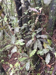 Quintinia serrata