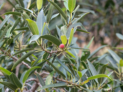 Ficus cordata