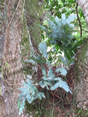 Phlebodium aureum
